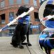 Ripken The Bat Dog, sport item fetching pooch in North Carolina, dies