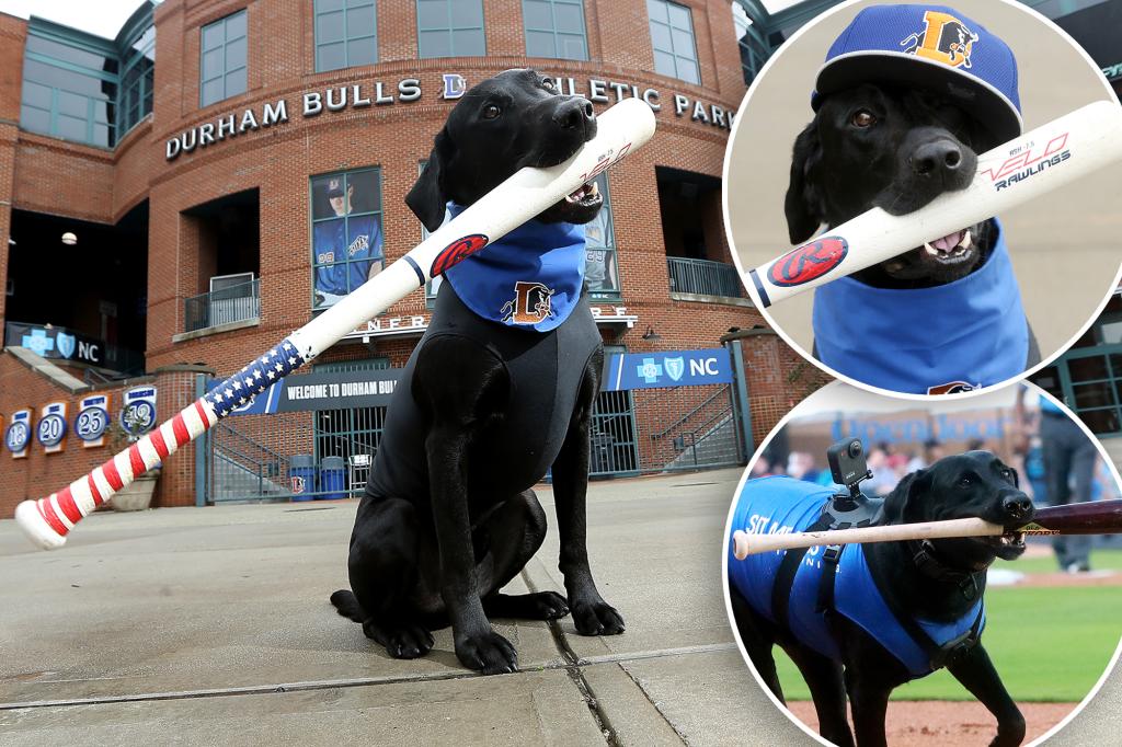 Ripken The Bat Dog, sport item fetching pooch in North Carolina, dies