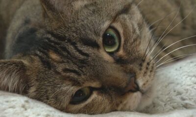 Saskatoon’s Purrfect Cup Cat Café has window smashed for 2nd time in a month