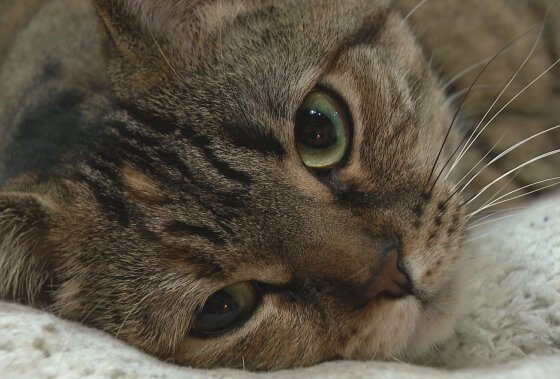 Saskatoon’s Purrfect Cup Cat Café has window smashed for 2nd time in a month