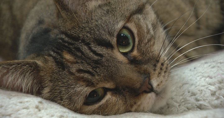 Saskatoon’s Purrfect Cup Cat Café has window smashed for 2nd time in a month