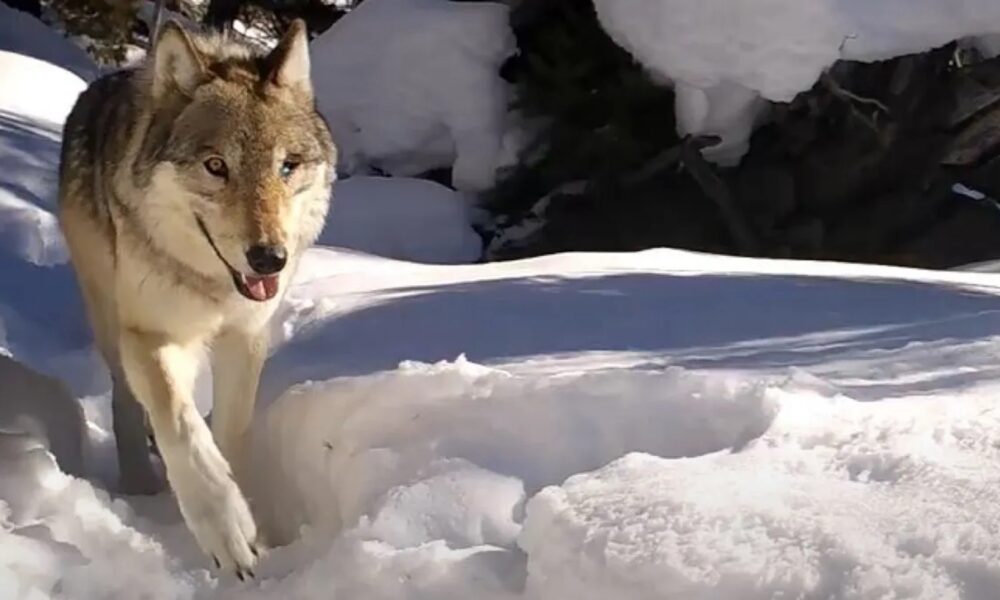 Yellowstone’s ‘Queen of the Wolves’ dies after fight with rival pack