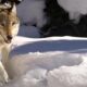 Yellowstone’s ‘Queen of the Wolves’ dies after fight with rival pack