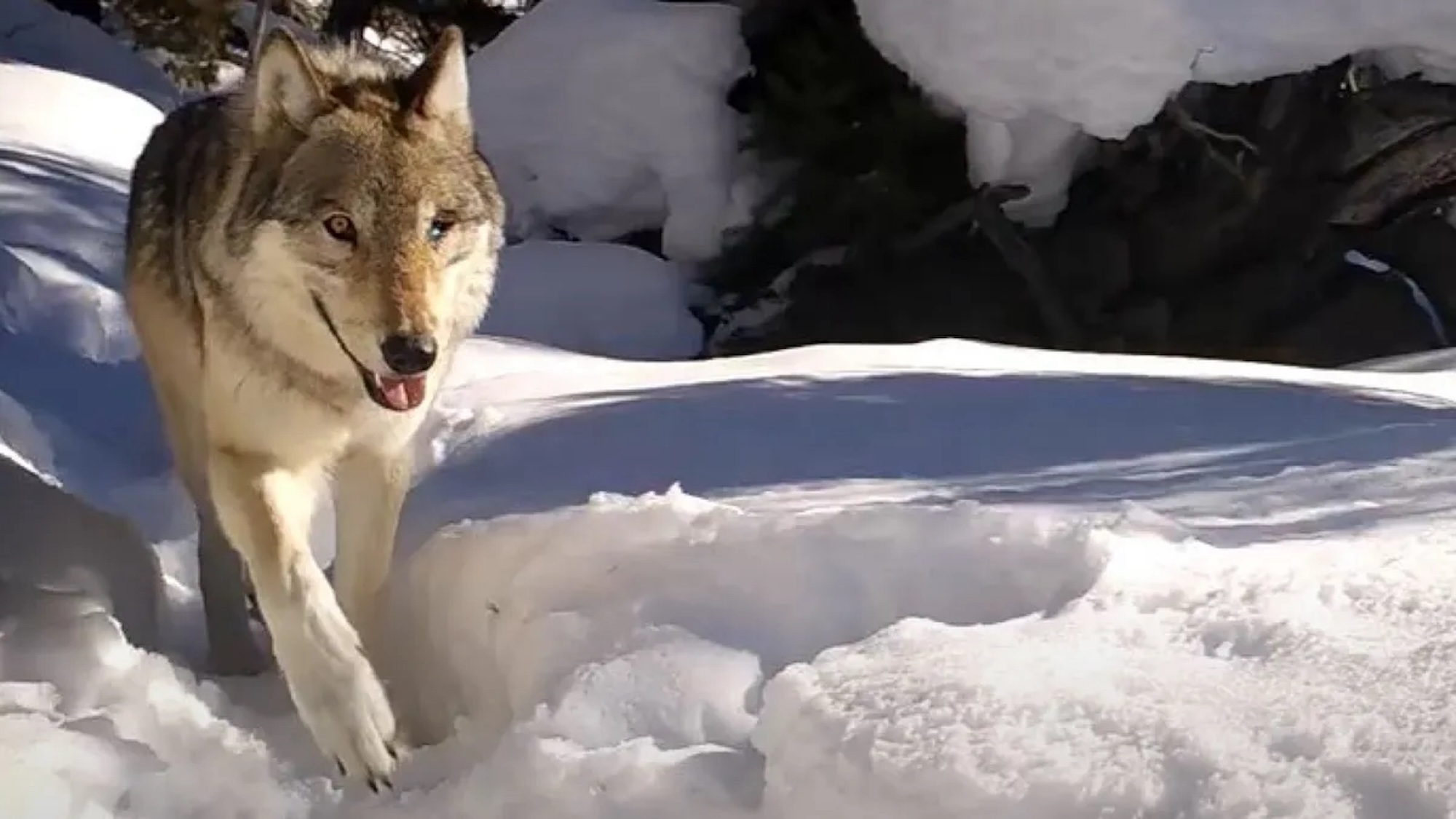 Yellowstone’s ‘Queen of the Wolves’ dies after fight with rival pack