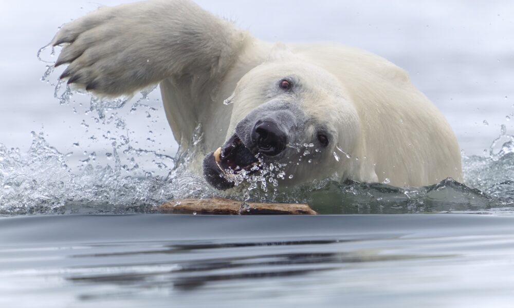 a polar bear swims towards the camera in icy waters