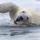 a polar bear swims towards the camera in icy waters