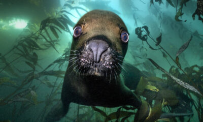 South American sea lion comes in for a boop in the Falklands