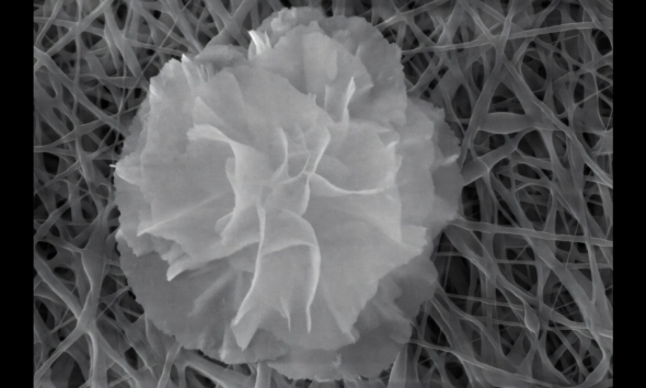 Future bandages could be armed with nanoflowers