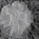 Future bandages could be armed with nanoflowers