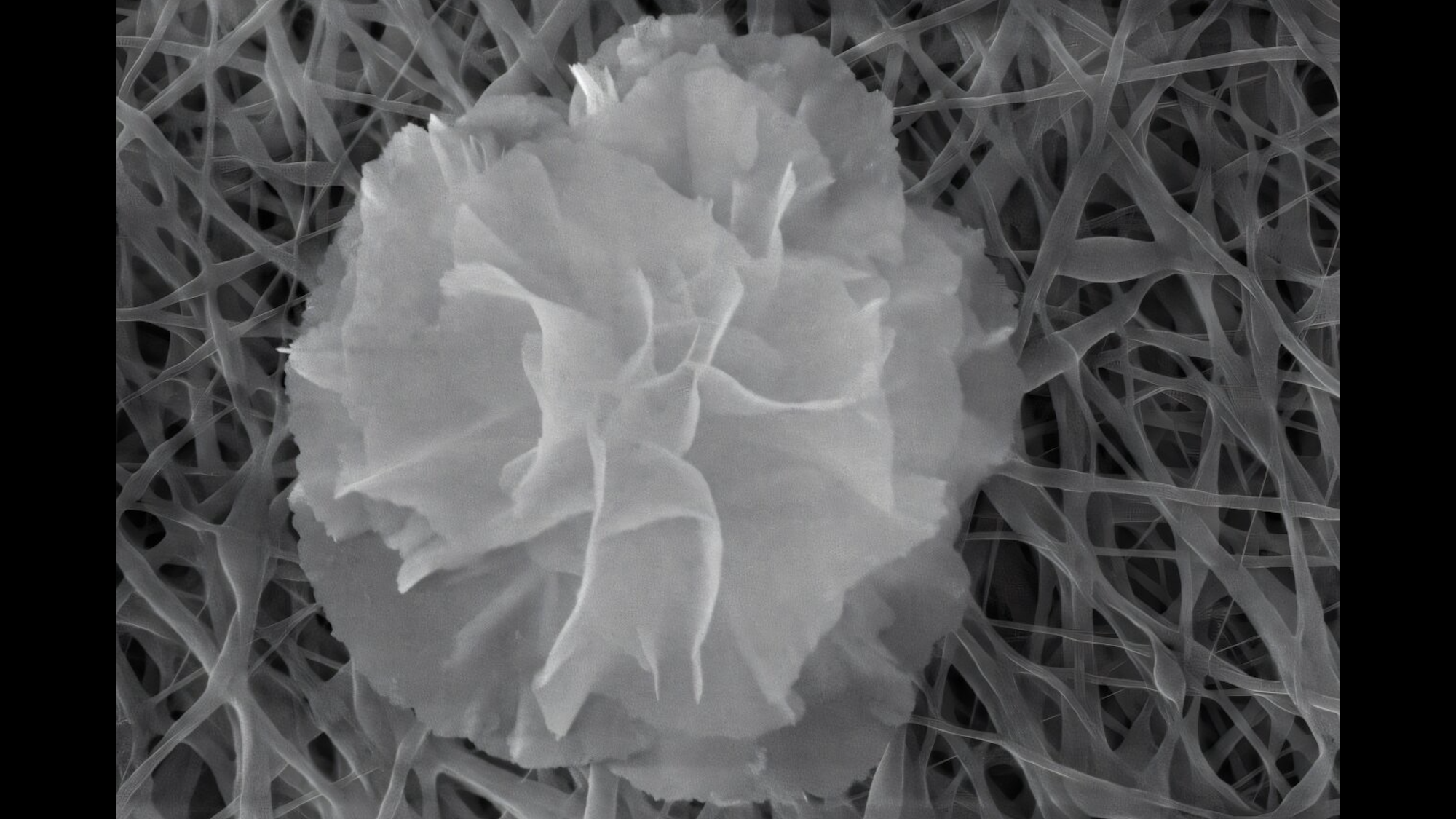 Future bandages could be armed with nanoflowers