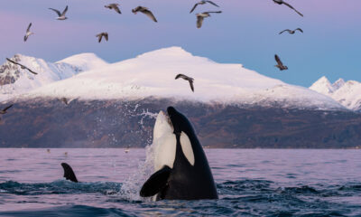 Killer whales murder great white sharks for their livers