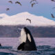 Killer whales murder great white sharks for their livers