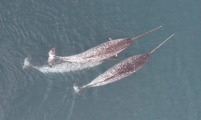 Narwhals spotted using tusks for non-mating fun