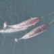 Narwhals spotted using tusks for non-mating fun