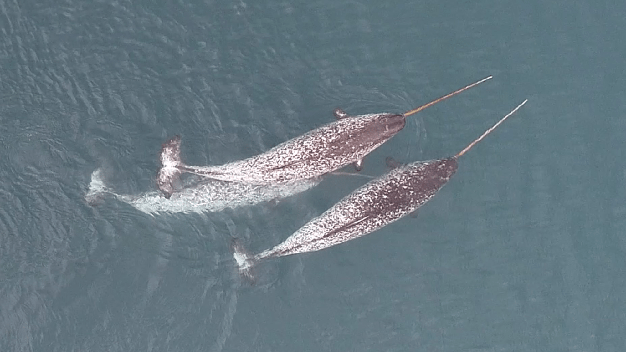 Narwhals spotted using tusks for non-mating fun