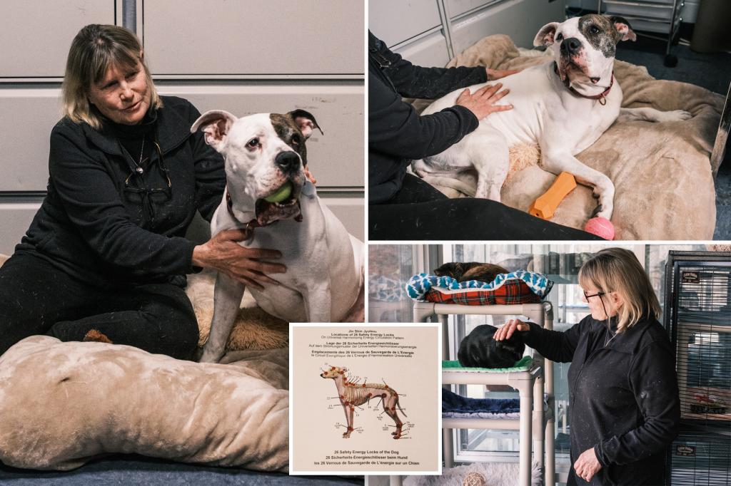 Retired Long Island nurse, health teacher uses ancient technique to calm anxious animals: 'Just like people'