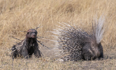 a bloodied badger stares at a porcupine. the badger is covered in quills