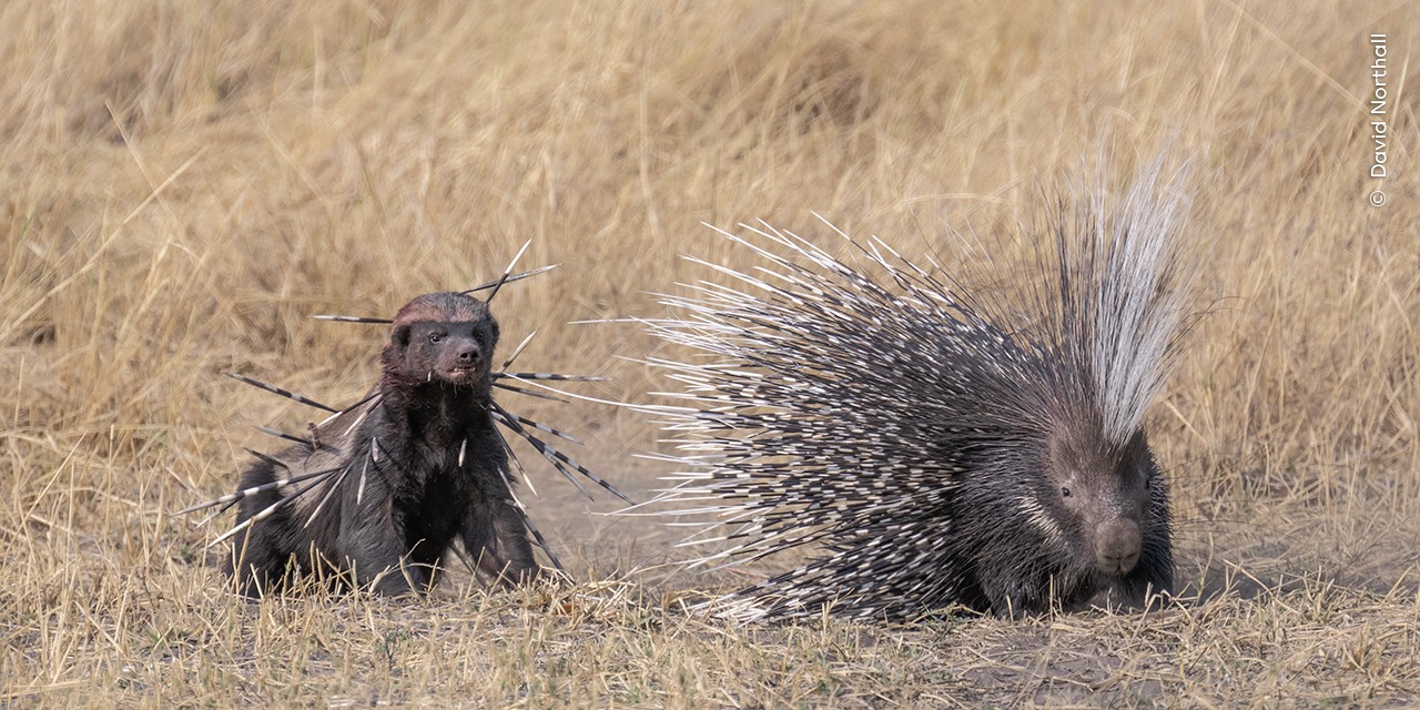 a bloodied badger stares at a porcupine. the badger is covered in quills