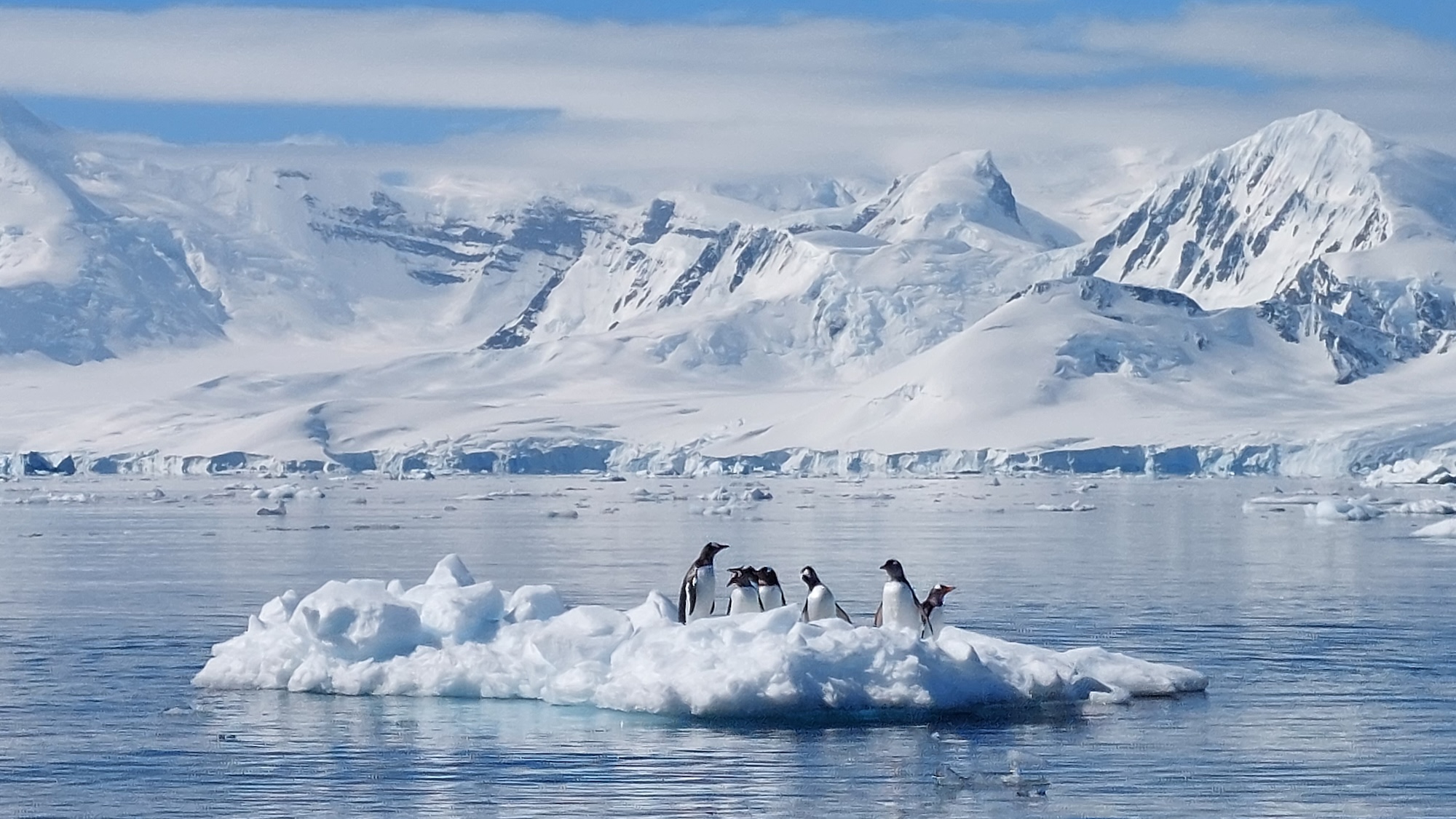  A small amount of penguin poop is enough to spook krill