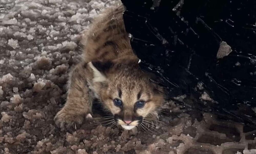 Cougar cubs spotted in Michigan for first time in over a century