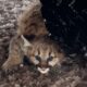 Cougar cubs spotted in Michigan for first time in over a century