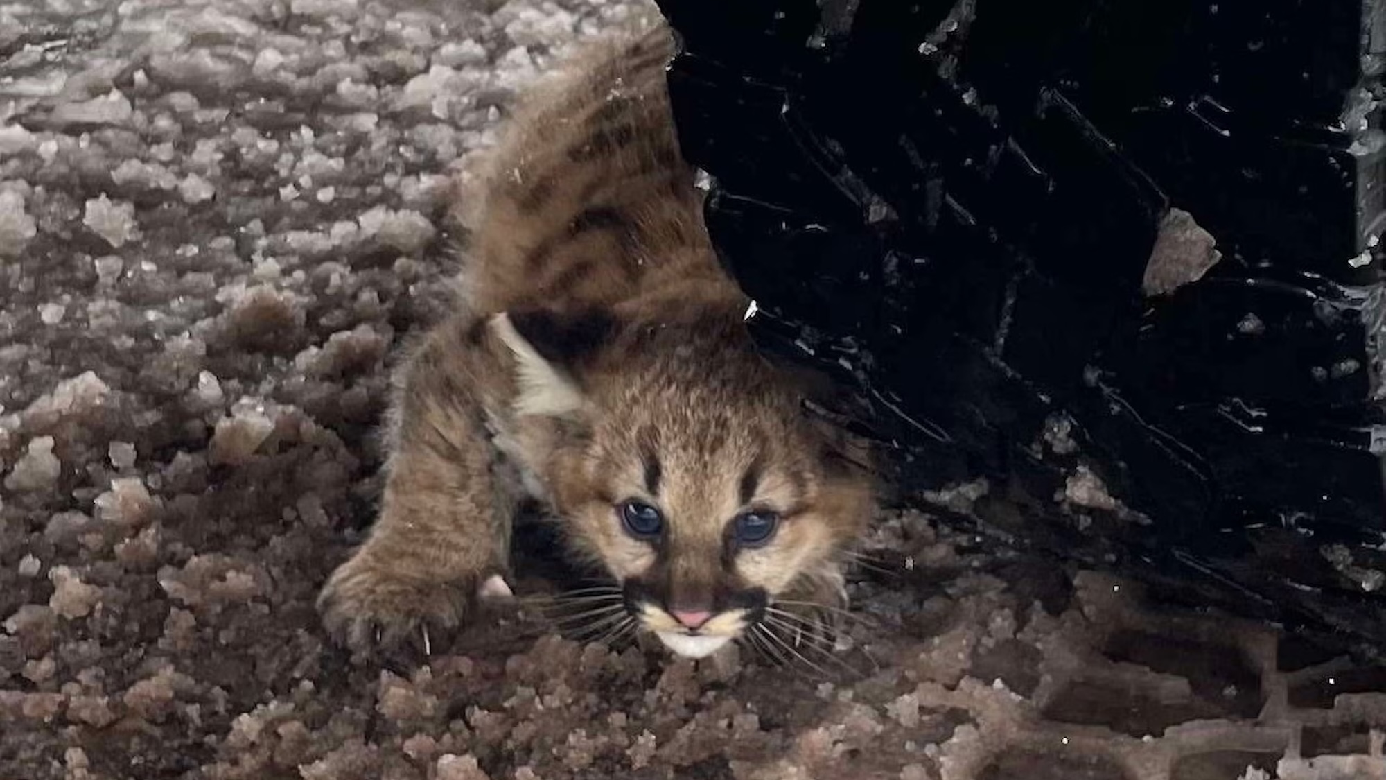 Cougar cubs spotted in Michigan for first time in over a century