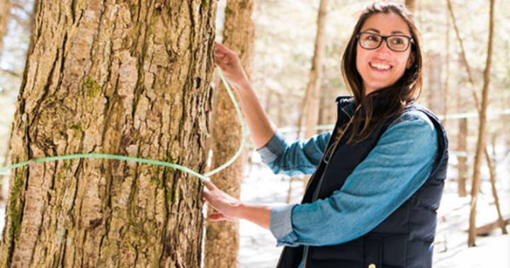 Could maple water replace coconut water? Ontario producers hope so