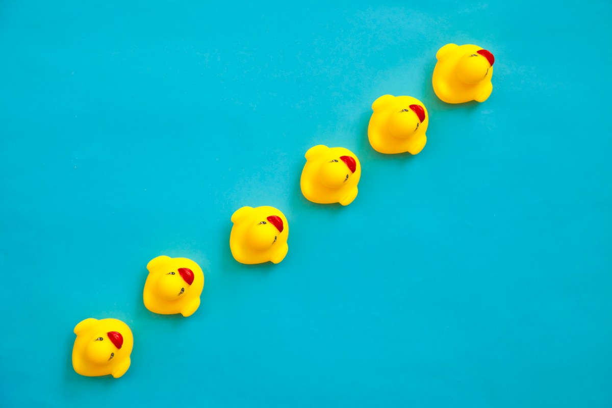 Rubber ducks in a line