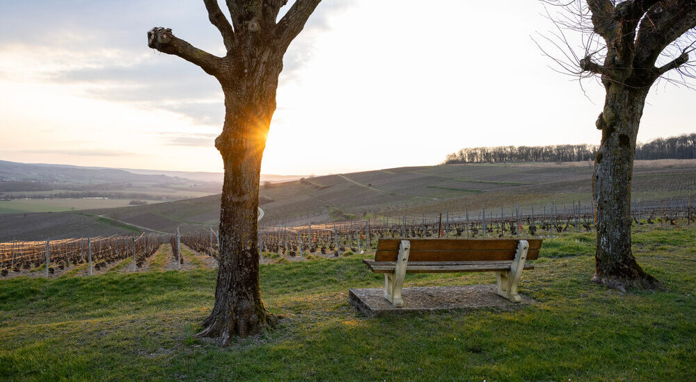 Fear of Trump’s Tariffs Ripples Through France’s Champagne Region