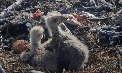 Help Jackie and Shadow name their bald eagle chicks