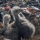 Help Jackie and Shadow name their bald eagle chicks