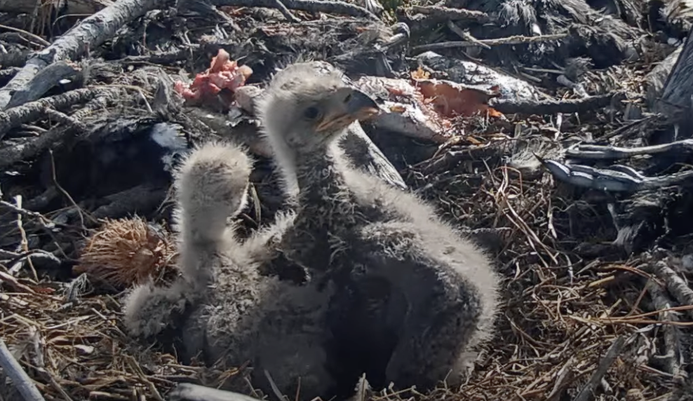 Help Jackie and Shadow name their bald eagle chicks