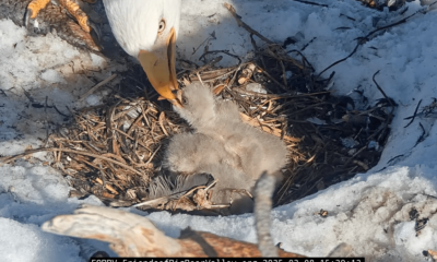 Jackie and Shadow's third eaglet has landed