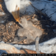 Jackie and Shadow's third eaglet has landed