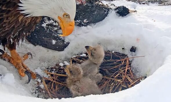 Live cam bald eagles lost 1 of 3 chicks after snowstorm