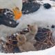 Live cam bald eagles lost 1 of 3 chicks after snowstorm