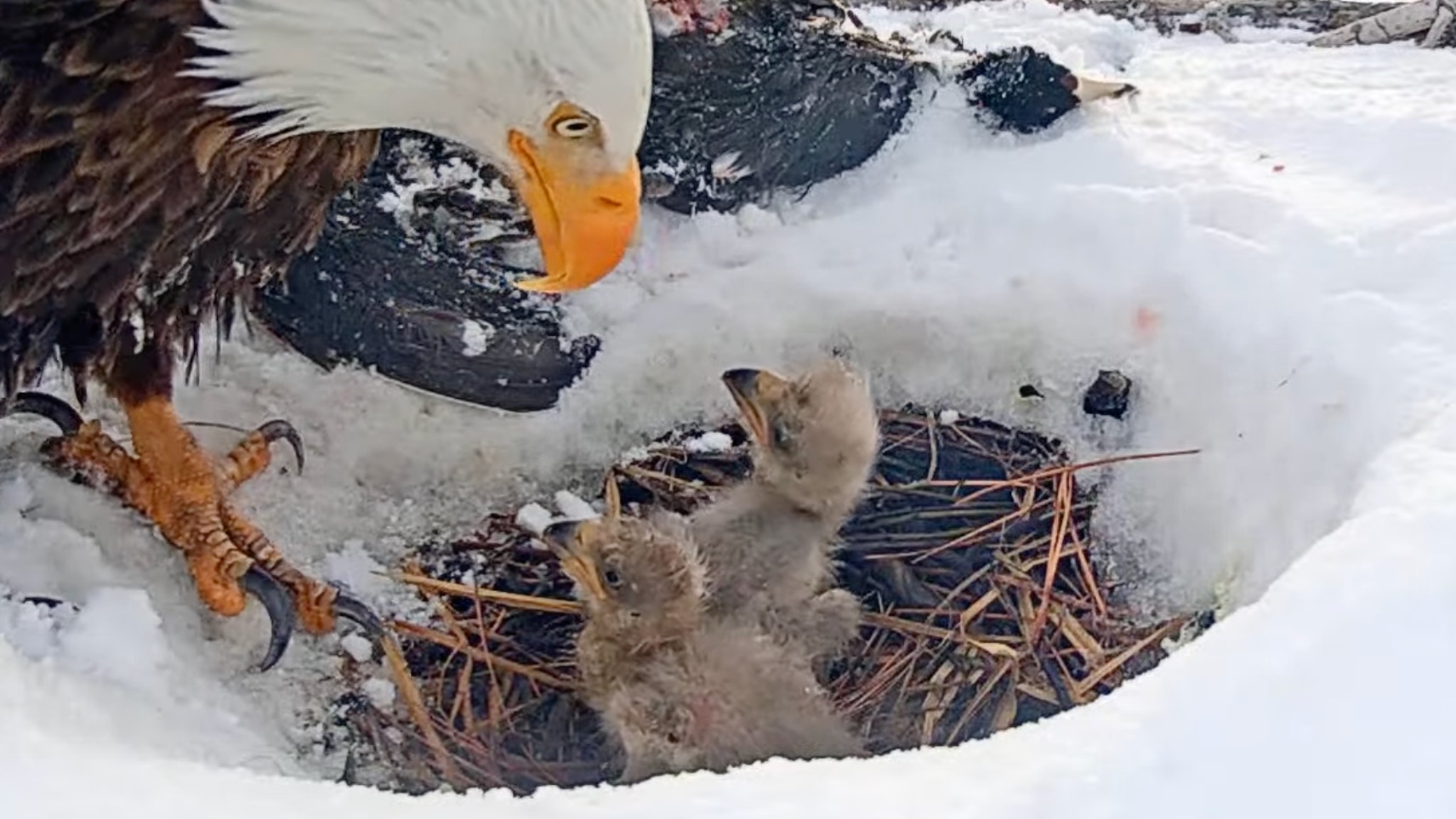 Live cam bald eagles lost 1 of 3 chicks after snowstorm