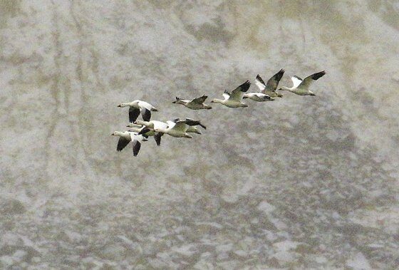 Quebec man fined $20K for hunting snow geese without permit