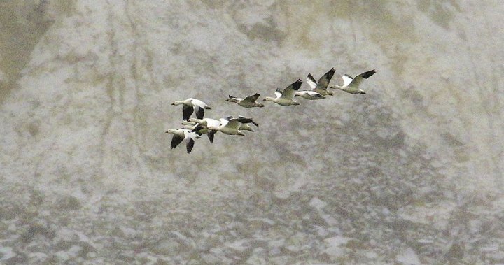 Quebec man fined $20K for hunting snow geese without permit