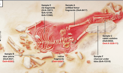 Scientists pinpoint age of suspected human-Neanderthal hybrid child