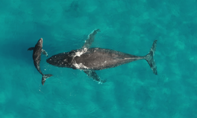 Whale pee moves vital nutrients thousands of miles