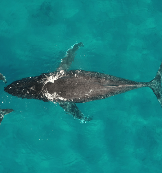 Whale pee moves vital nutrients thousands of miles