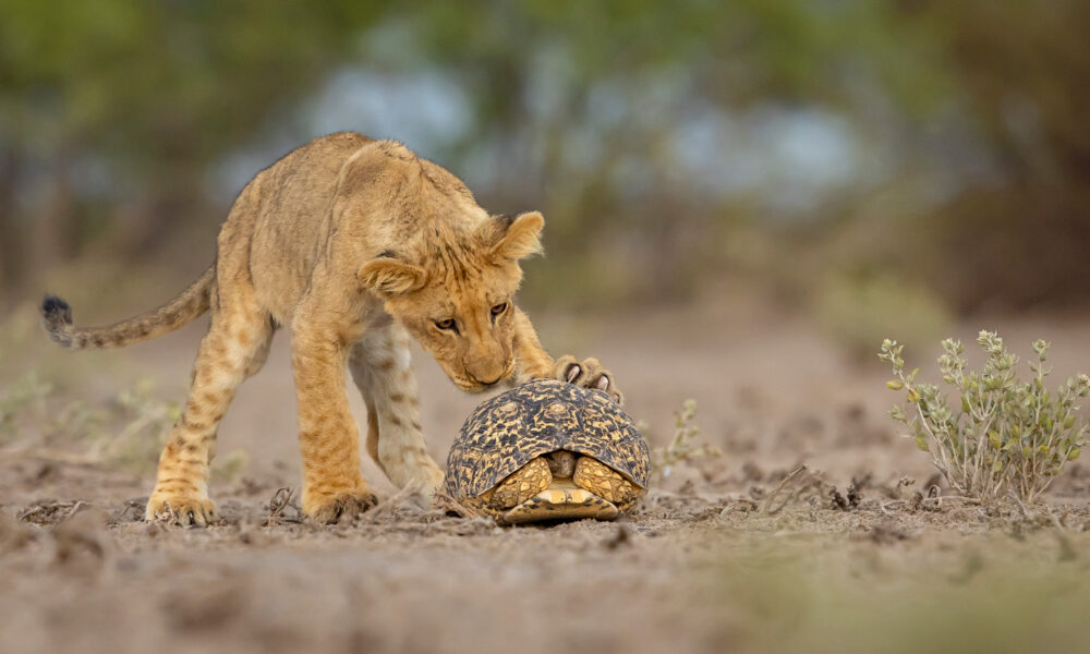 a lion cub sniffs a tortoise hiding in its shell