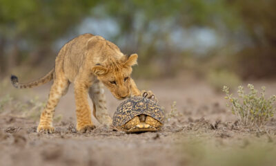 a lion cub sniffs a tortoise hiding in its shell