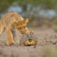 a lion cub sniffs a tortoise hiding in its shell