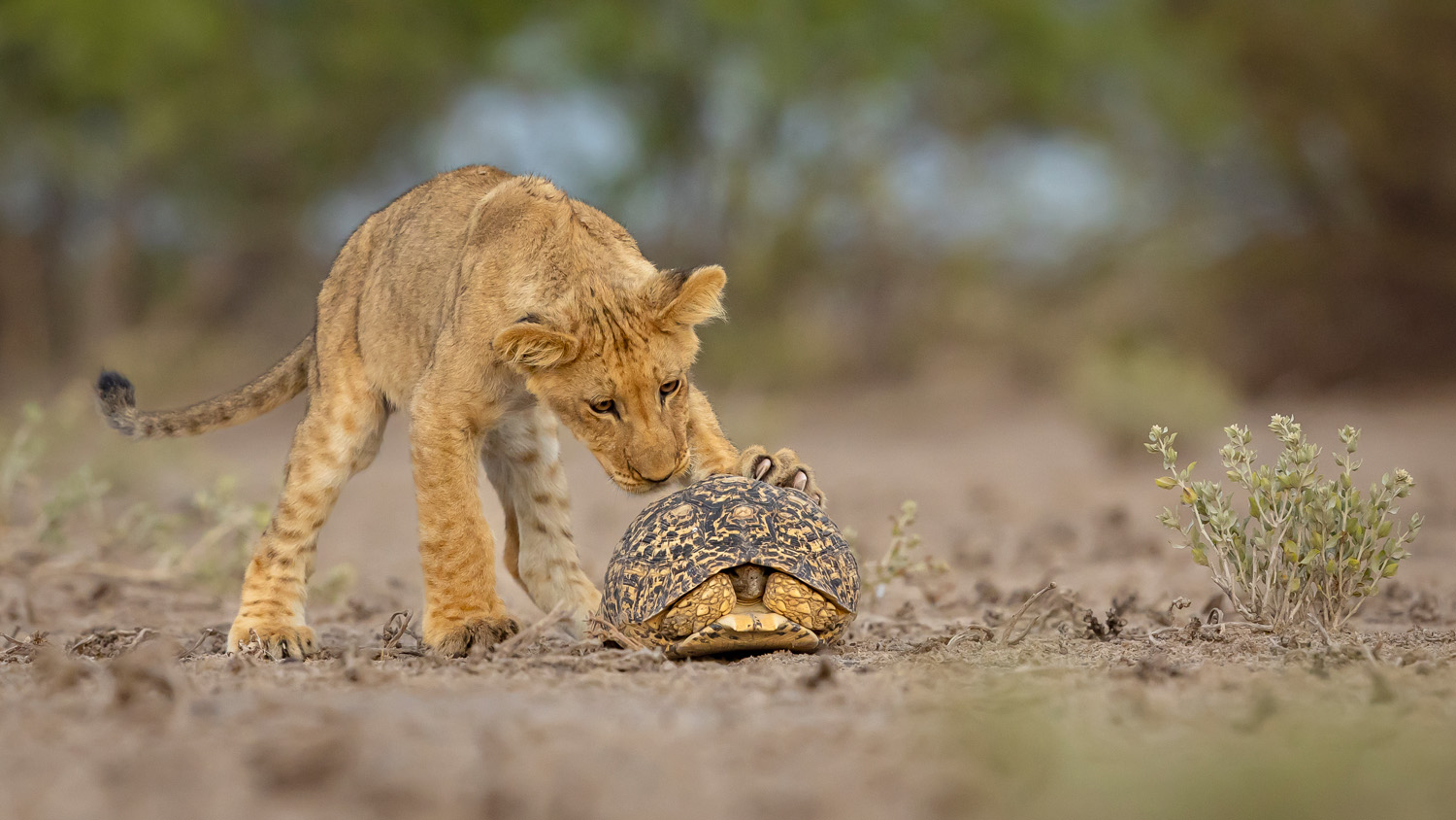 a lion cub sniffs a tortoise hiding in its shell