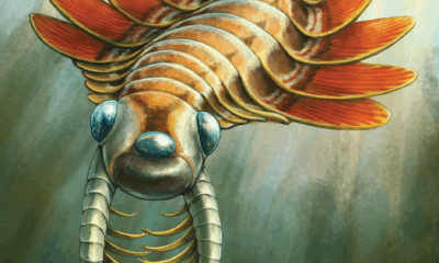 Ancient three-eyed ‘sea moth’ used its butt to breathe