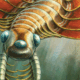 Ancient three-eyed ‘sea moth’ used its butt to breathe