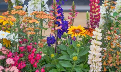 Various flowers in a flowerbed in soft sunlight in summertime.