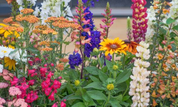 Various flowers in a flowerbed in soft sunlight in summertime.